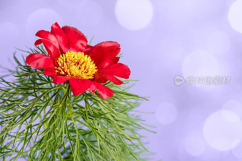 草原牡丹(Paeonia tenuifolia)花特写与散景光